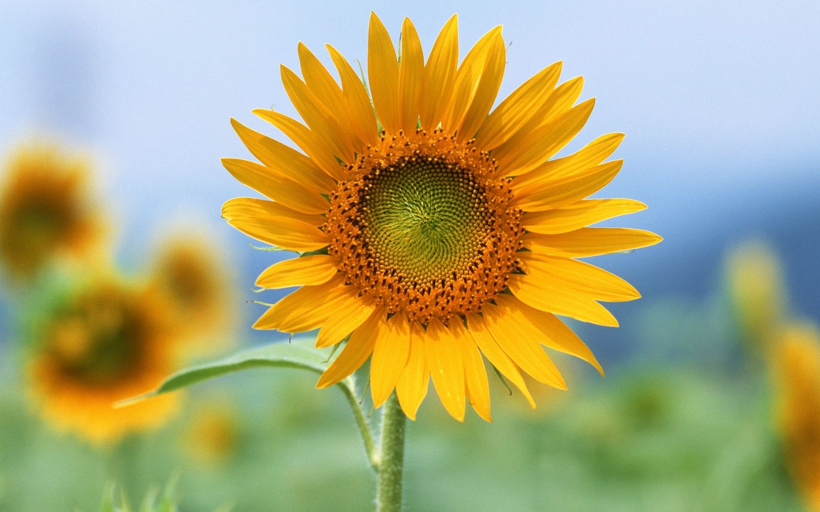 Punjab govt to cultivate sunflower across 210,000 acres this year