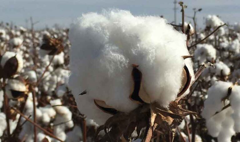 Ministers concerned over ‘duty-free’ cotton import