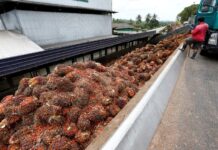 Malaysia talks to India over palm curbs as wider trade dispute looms