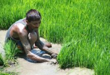 Subsidised rice crop tool scheme may end era of bone-breaking plantation Â