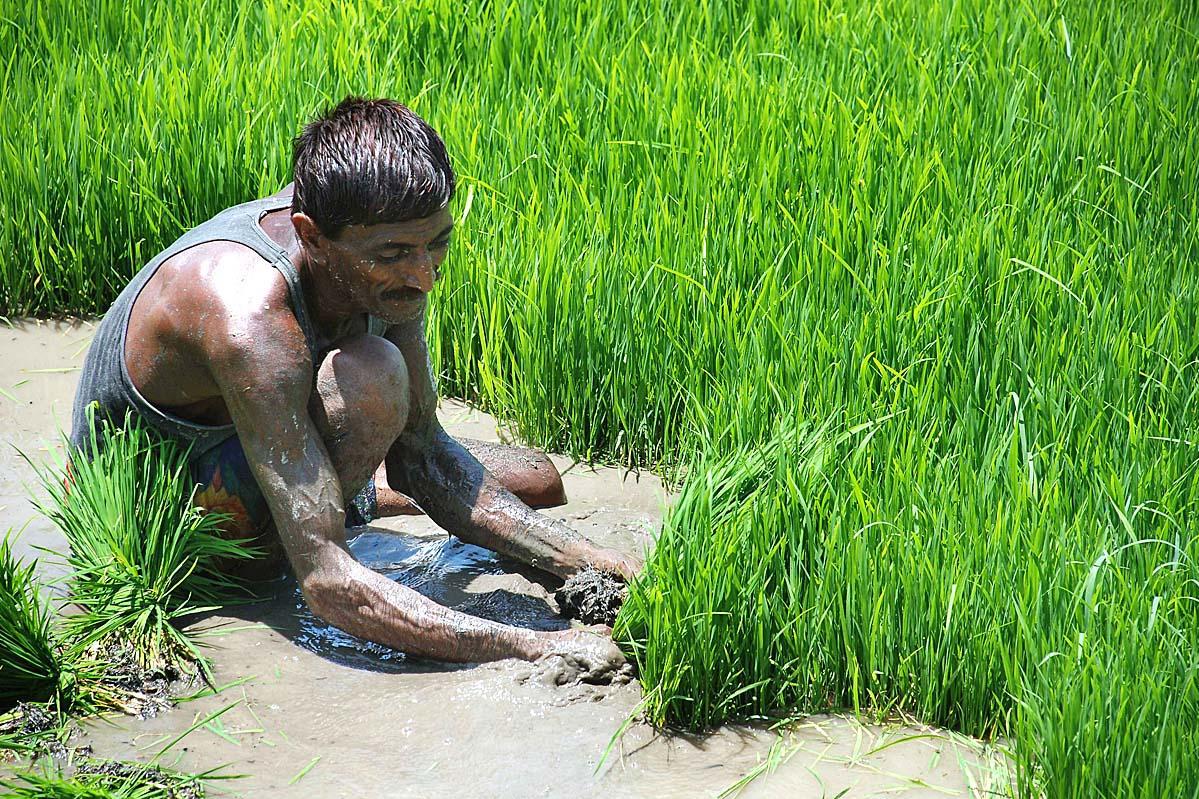 Subsidised rice crop tool scheme may end era of bone-breaking plantation   