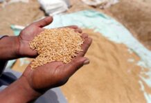 Flour crisis: Govt approves duty-free import of 0.3m tonnes of wheat