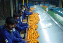 Govt urged to allow Kinnow exports to Afghanistan as border opens temporarily Kinnow