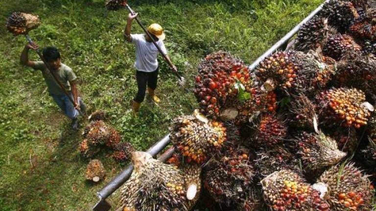 Palm row-India-Malaysia