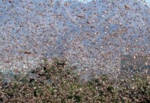 Climate change’s latest bane? A biblical plague threatening Pakistan’s food security