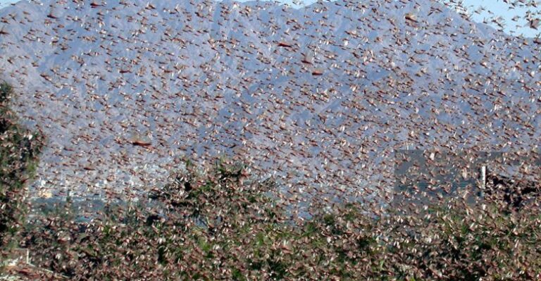 Climate change’s latest bane? A biblical plague threatening Pakistan’s food security