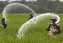 FFC reduces urea price by Rs300 per bag