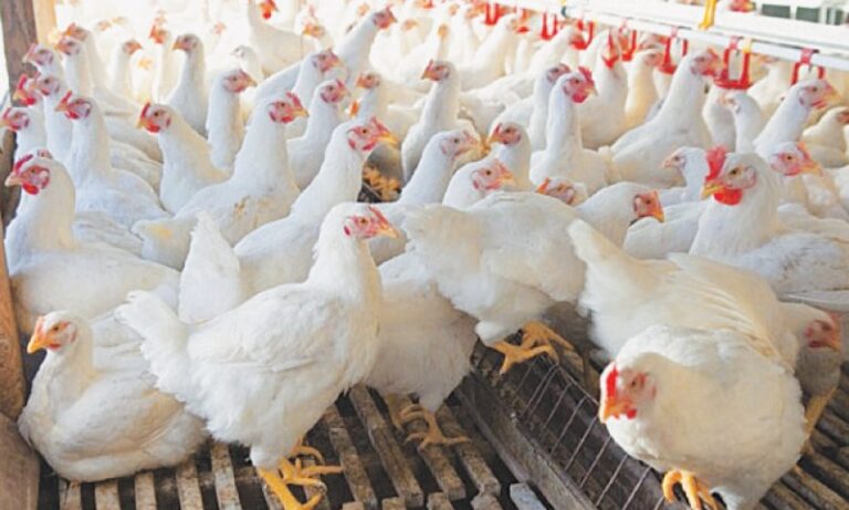 Poultry sector seeks reduction in input costs to avoid closures