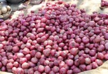 Punjab requests Centre to ban onion, red chilli exports
