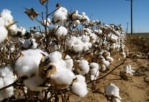 Textile millers reject proposed ban on cotton import