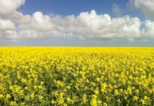 Pakistan to sow oilseeds across 500,000 acres this year