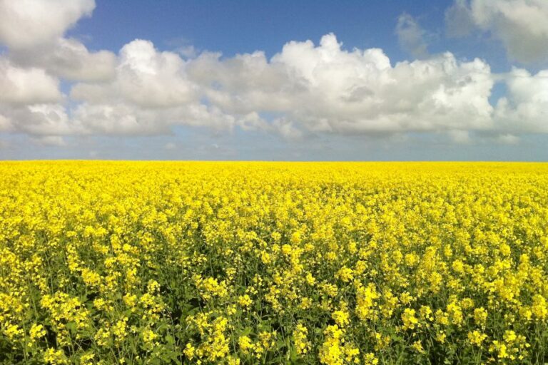 Pakistan to sow oilseeds across 500,000 acres this year