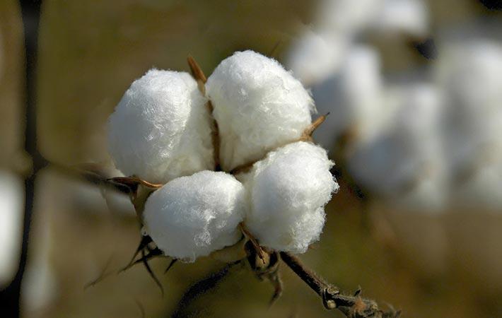 The govt is awfully proud of this year's cotton bumper crop. They
