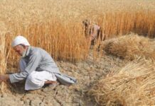 Ill-gotten policies building up to wheat crisis Wheat procurement