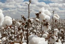 Cotton arrivals fall 20.3pc to 8.57m bales