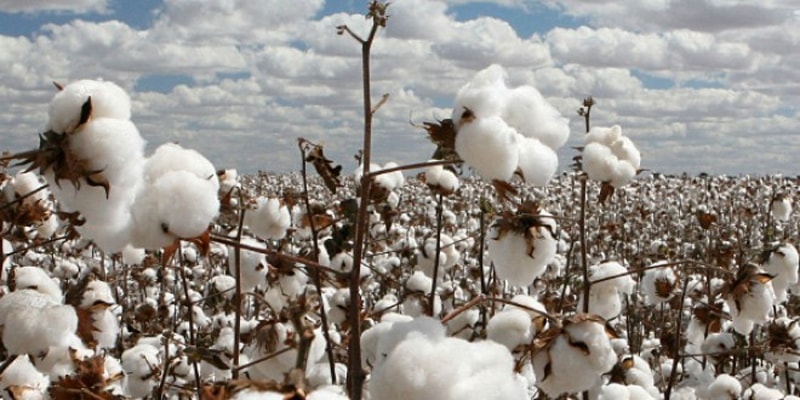 Cotton arrivals fall 20.3pc to 8.57m bales