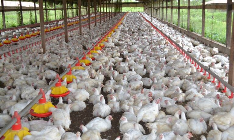 PPA fears poultry sector crisis amid major dip in demand