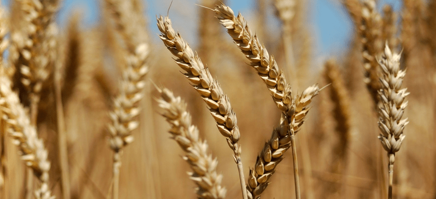 Farmers urge govt to increase wheat support price to Rs1,600