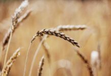 ECC asked to fix wheat support price at Rs1,400