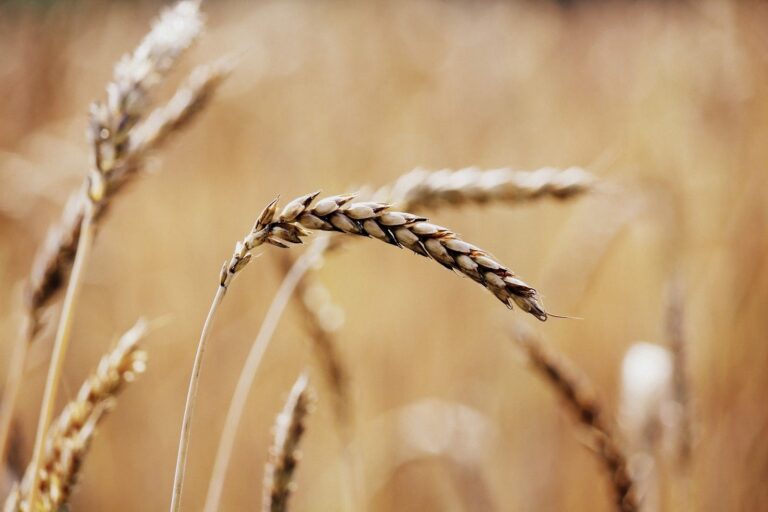 ECC asked to fix wheat support price at Rs1,400