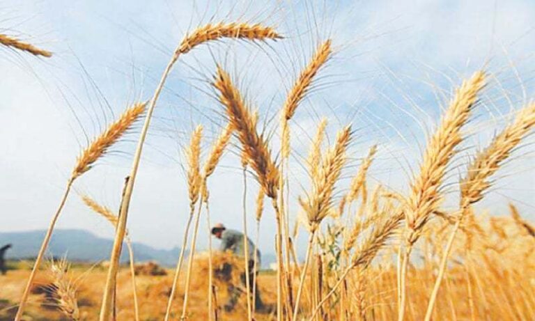 Senate body recommends wheat support price at Rs1,400