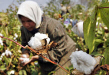 Sindh govt pledges to enhance cotton production