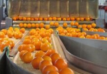 SMEDA aims to activate fruit dehydration unit in Swat this year