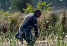 Farmers struggle to combat devastating locust plague Farmers
