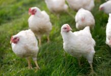 Broiler chicken prices on the rise