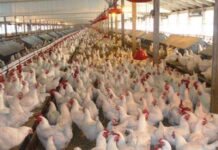 Poultry farmers seek govt’s help amid COVID-19 crisis