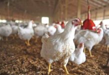 Virus lockdowns leave poultry industry on the verge of collapse