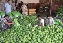 Govt urged to ensure availability of labourers for upcoming mango season