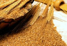 Experts suggest immediate measures to ensure food security