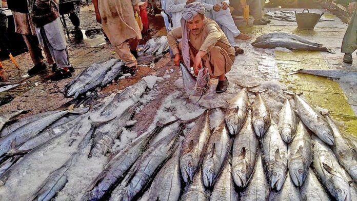 Karachi Fish Harbour