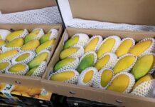 Mango exporters fear reduced shipments, lower prices amid virus lockdown Mangoes