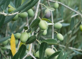 Pakistan to establish Olive Oil Council to cut reliance on edible oil imports Olive-tree