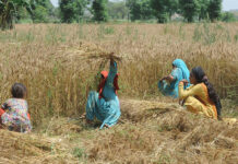 New agri-trade authority launched to align with global safety standards