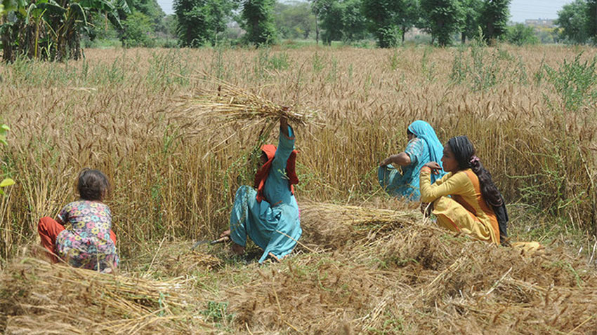 Issuance of agri loans to small farmers underway in Punjab