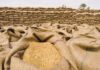 Punjab unveils Wheat Policy 2026, shifts procurement responsibility to private sector wheat sacks