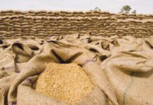 Govt distributes over 3m sacks among wheat growers wheat sacks