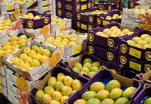 Mango exports likely to drop 40pc amid climate change, corona outbreak