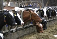 Govt forms special committee to streamline dairy sector
