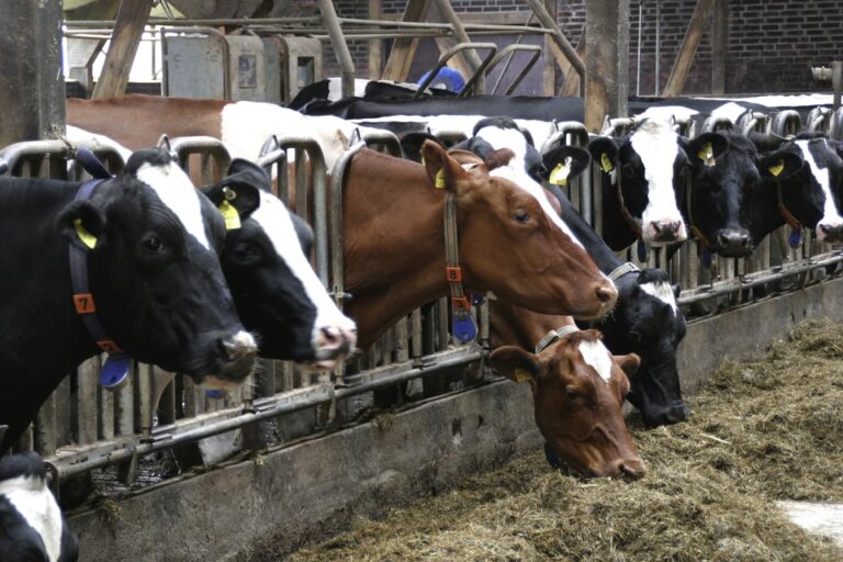 Govt forms special committee to streamline dairy sector
