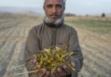 Pakistan’s food security under threat as locusts devour crops, livelihoods