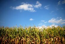 Govt urged to probe ‘cartelisation’ in seed, pesticide sector