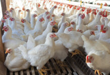 PPA accuses govt of disrupting poultry supply chain