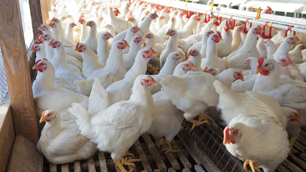 PPA accuses govt of disrupting poultry supply chain
