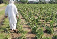 Swabi farmers seek compensation for hailstorm-hit tobacco crop