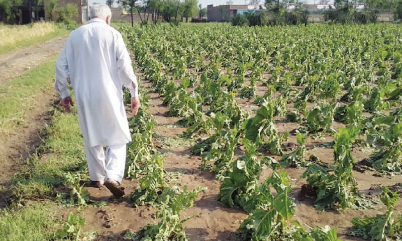 Swabi farmers seek compensation for hailstorm-hit tobacco crop