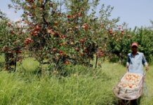 KP Agriculture Department to experiment eco-friendly method to fight fruit flies  Swat orchards